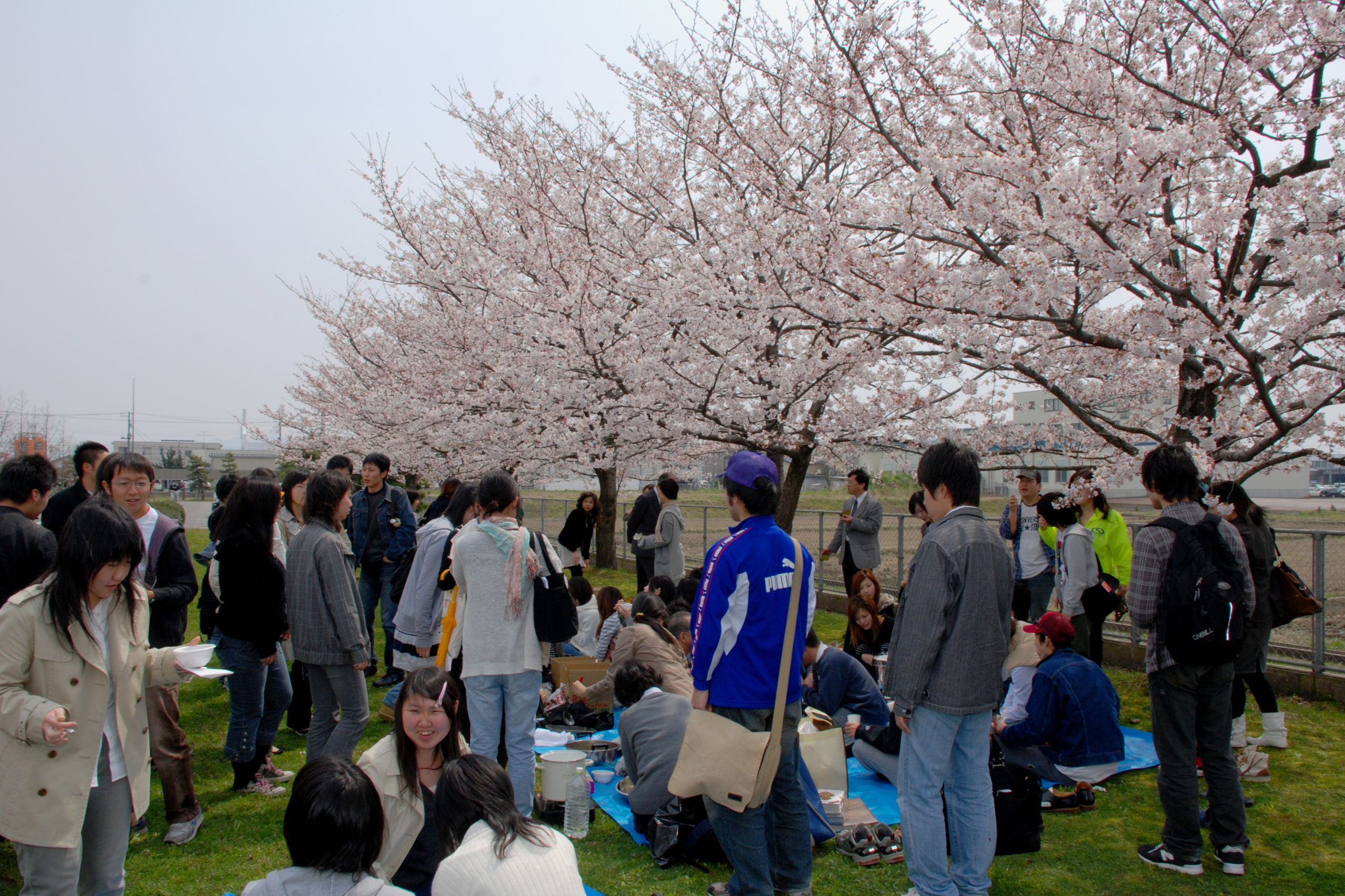 お花見ランチ in 敬和学園大学