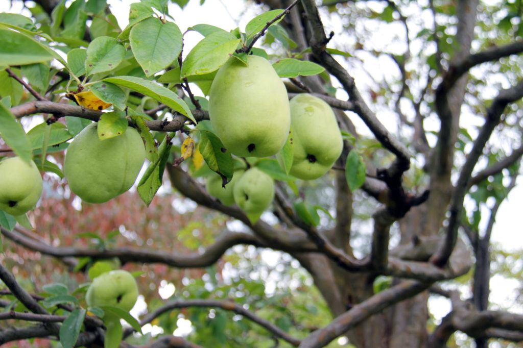 後期の授業が始まりました