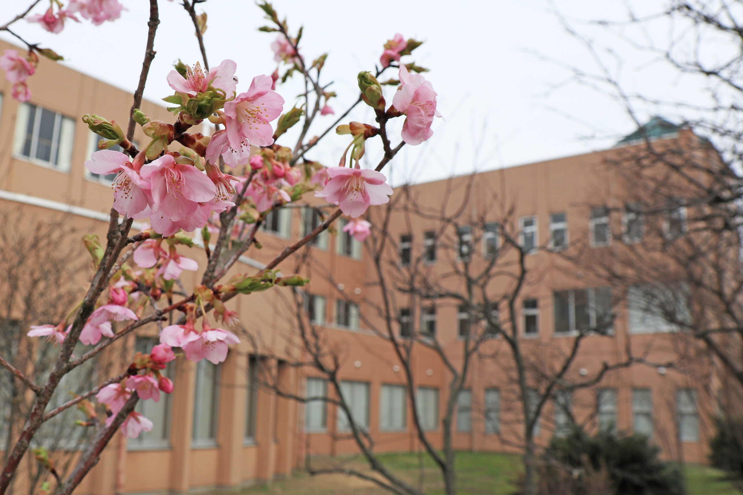 キャンパスの河津桜が咲き始めました