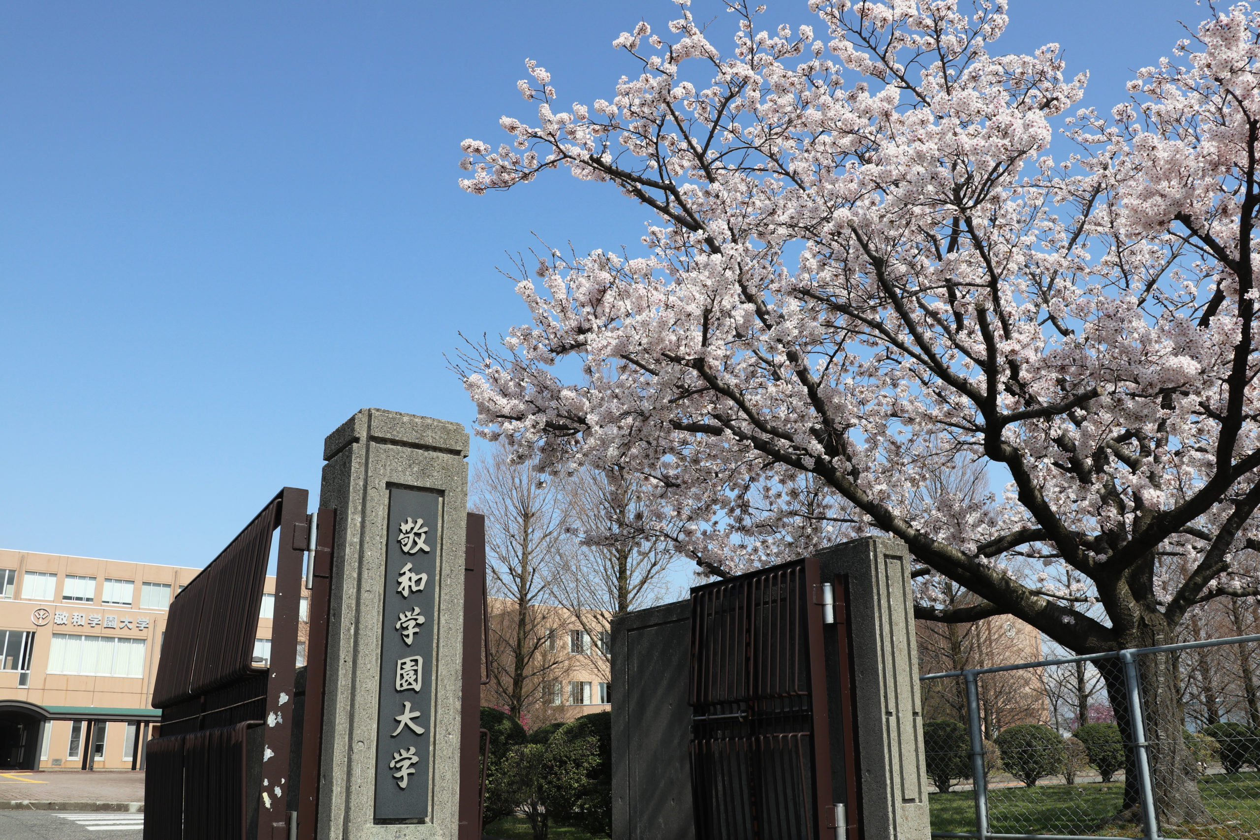 キャンパスのソメイヨシノが青空の下満開になりました