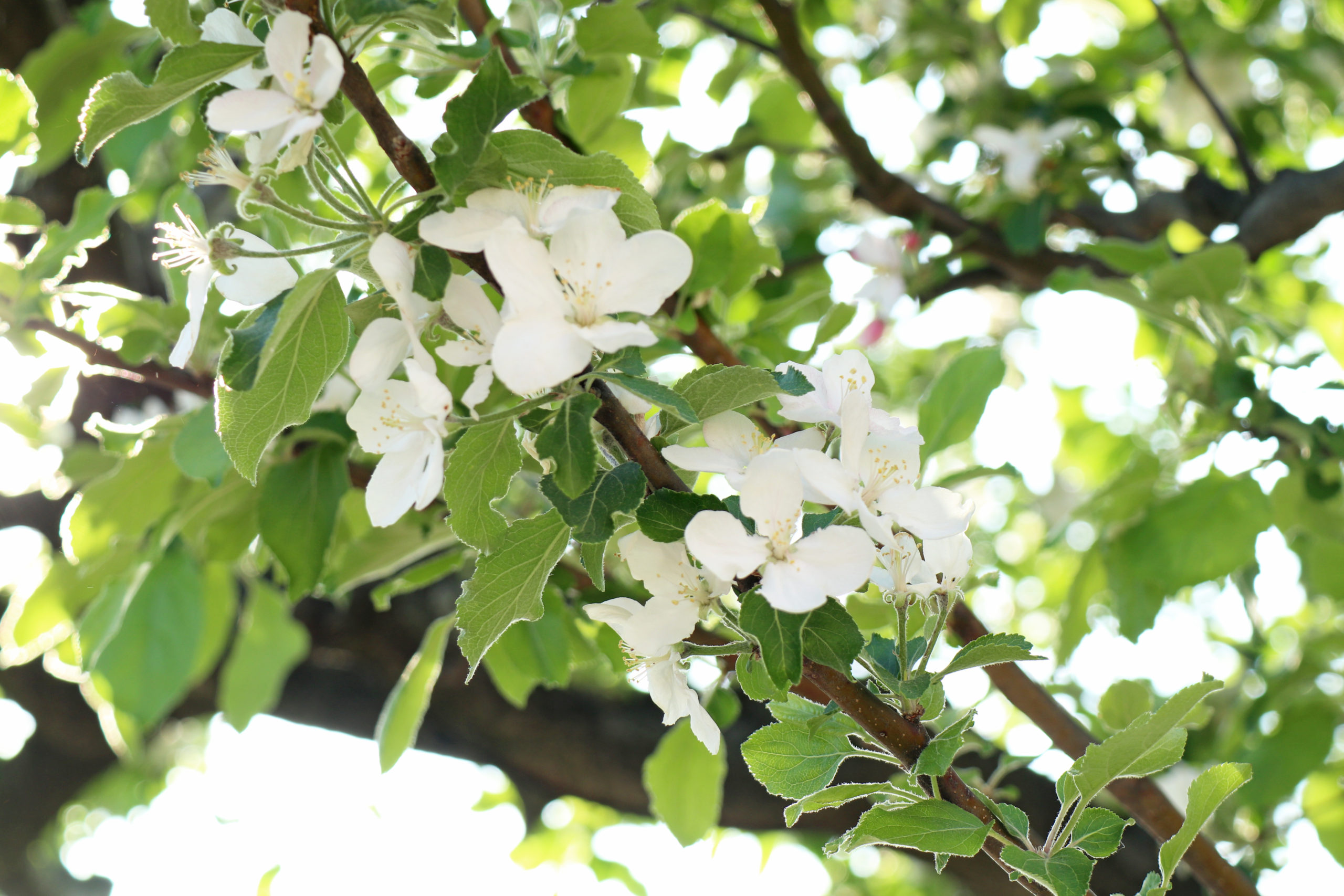 ニュートンのリンゴの木が白い花を咲かせています