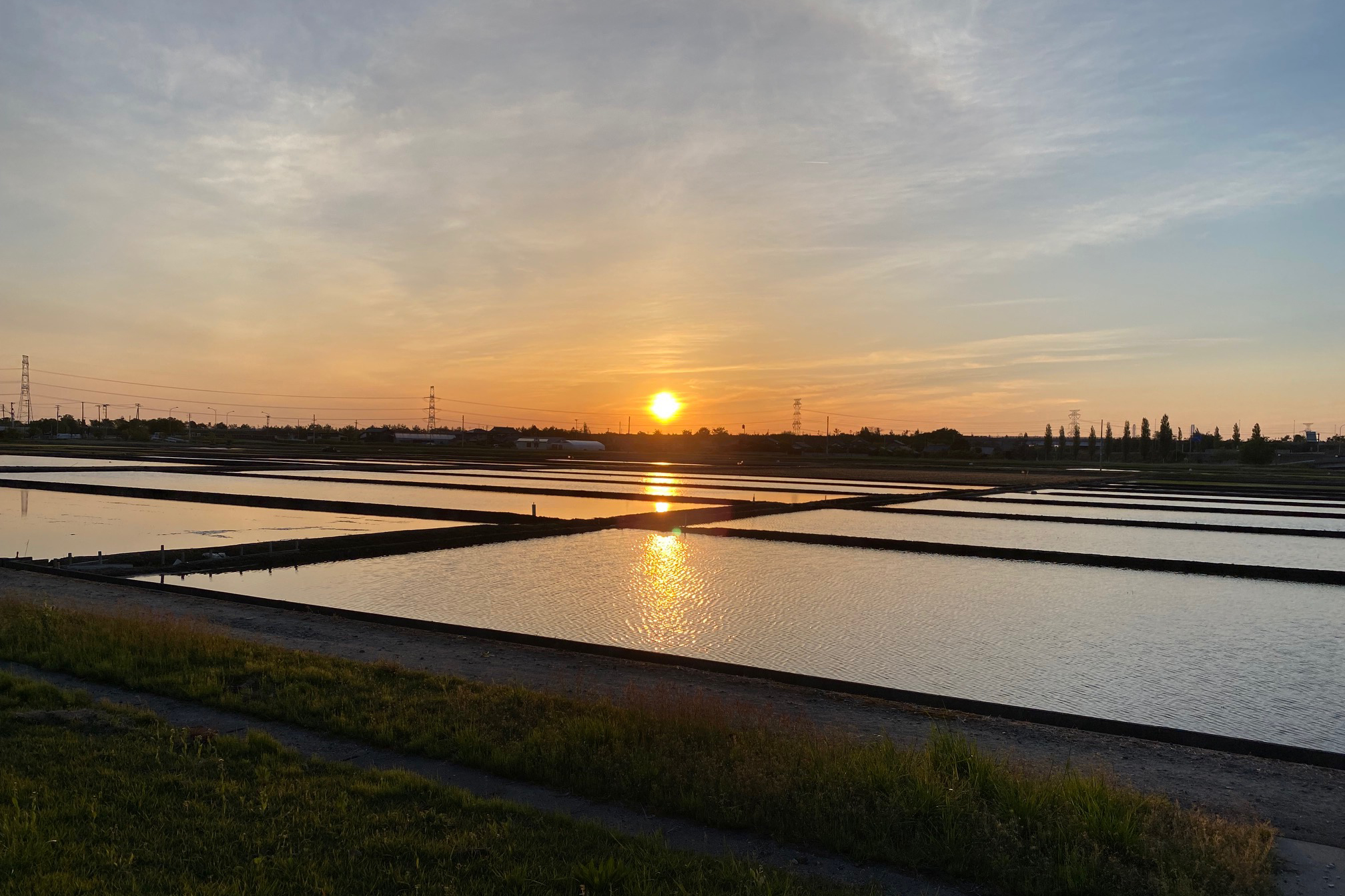 水田に反射した夕日がとても美しい季節になりました