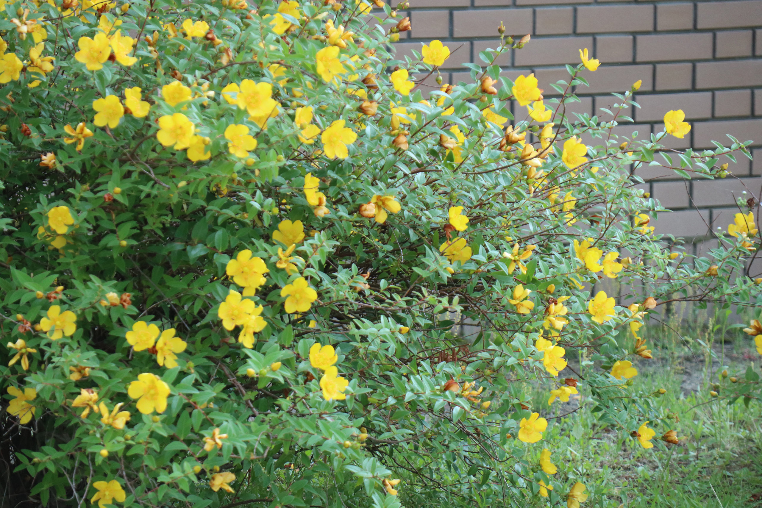キャンパスでは夏らしい鮮やかな黄色いキンシバイの花が咲いています