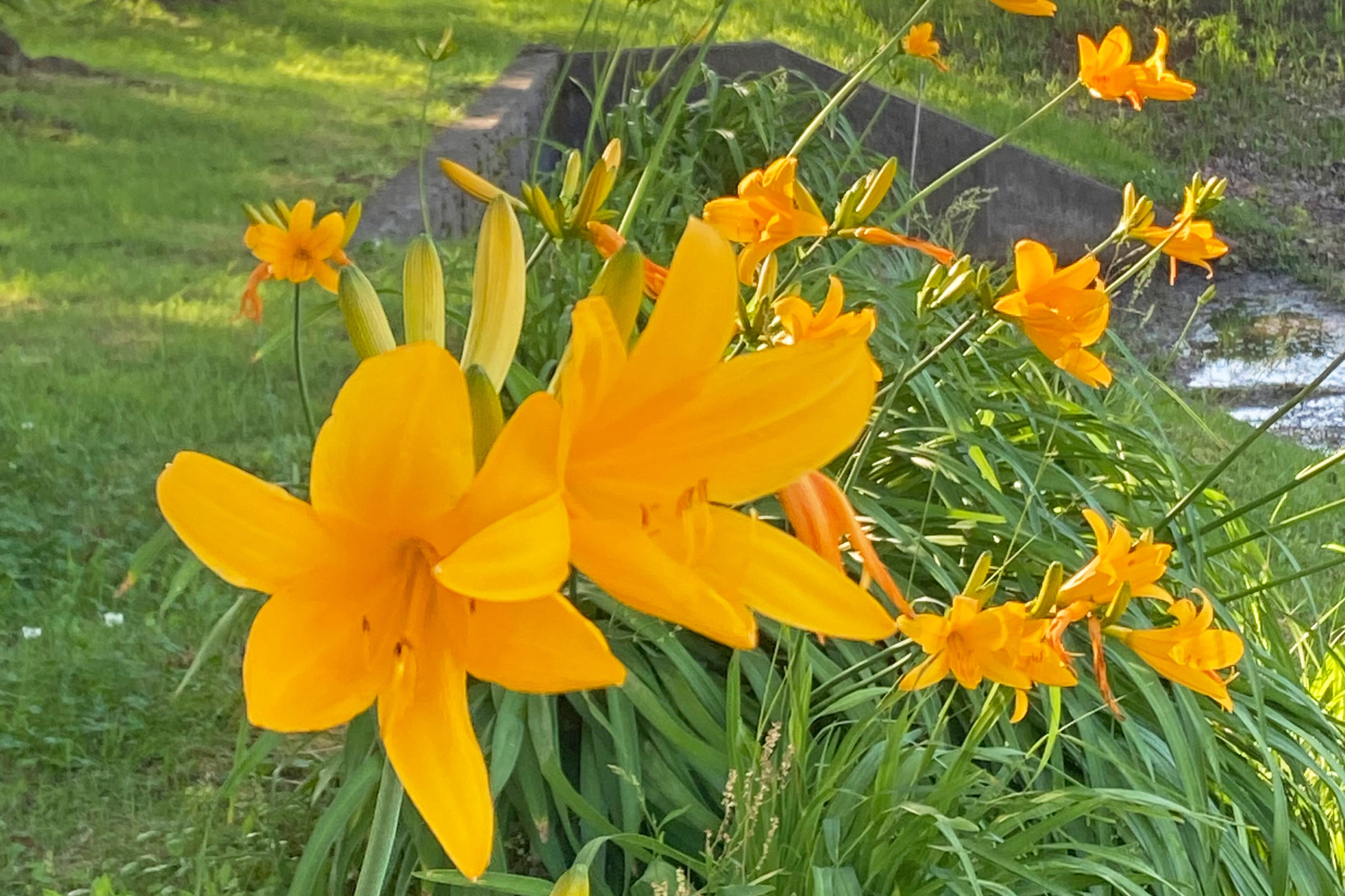 キャンパスに鮮やかな黄色いカンゾウの花が咲いています