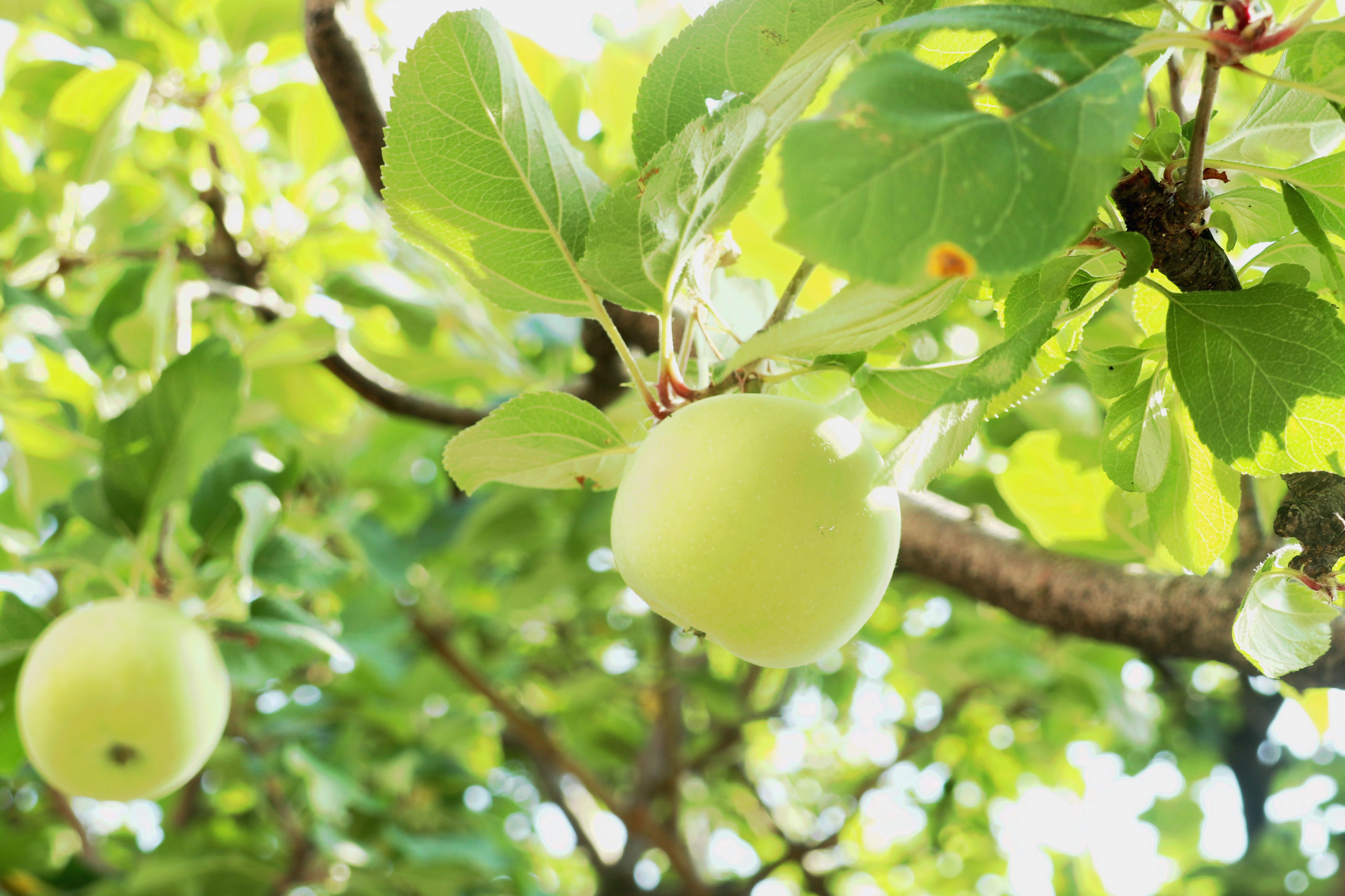 ニュートンのリンゴの木にたくさんの実がなりました