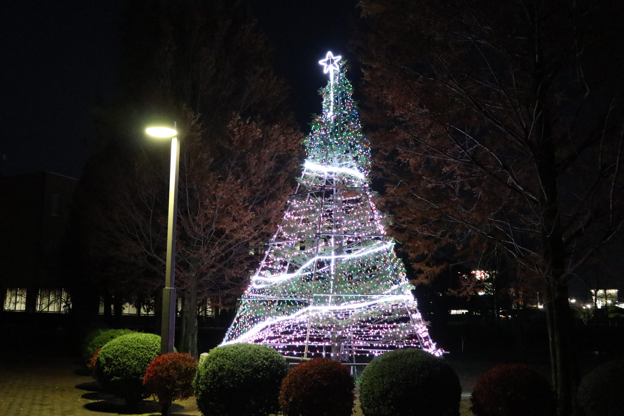 大学正面前のクリスマスツリー（ピンク）