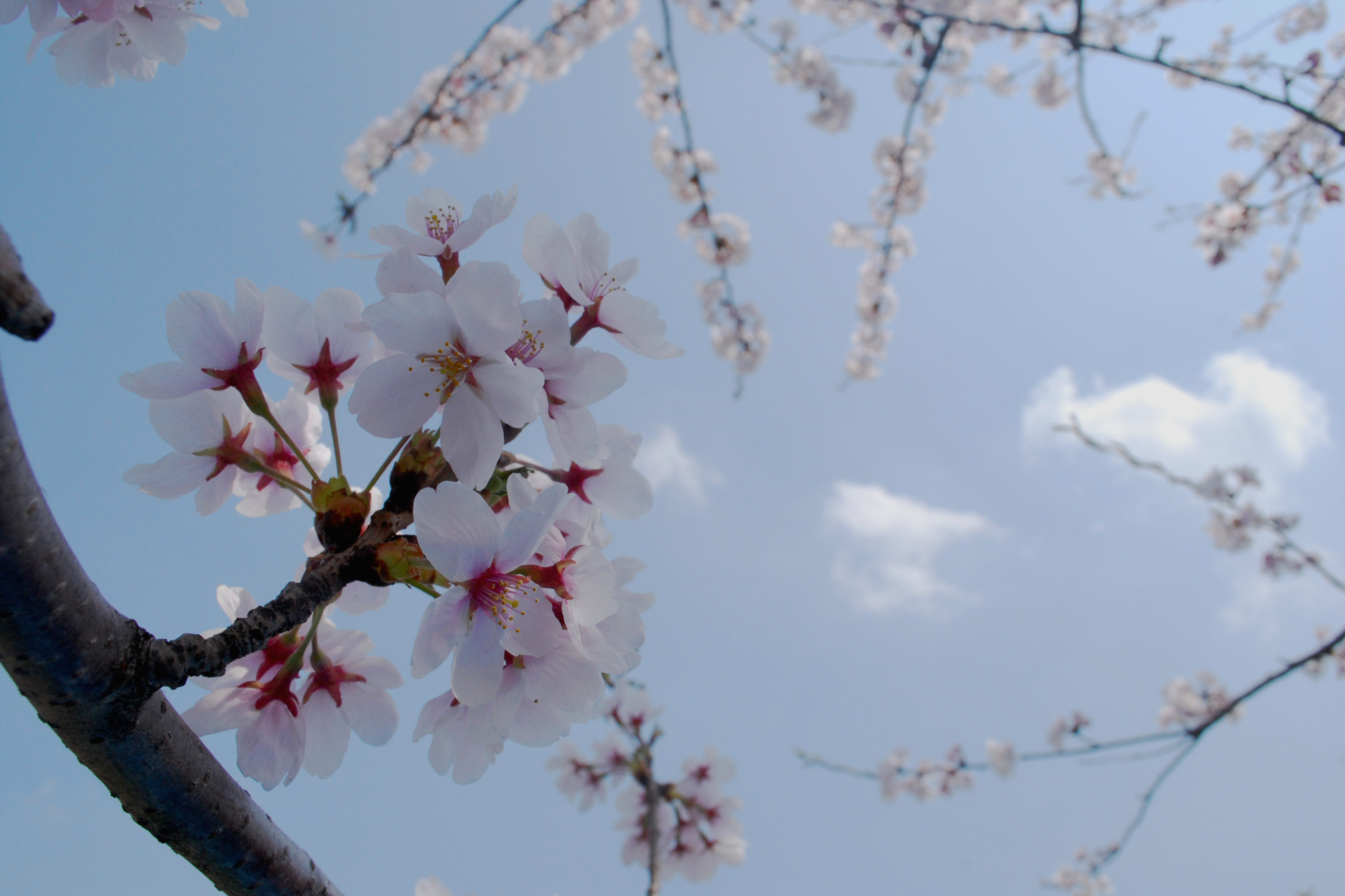 笑顔で交流し、新学期をスタート「お花見ランチ」