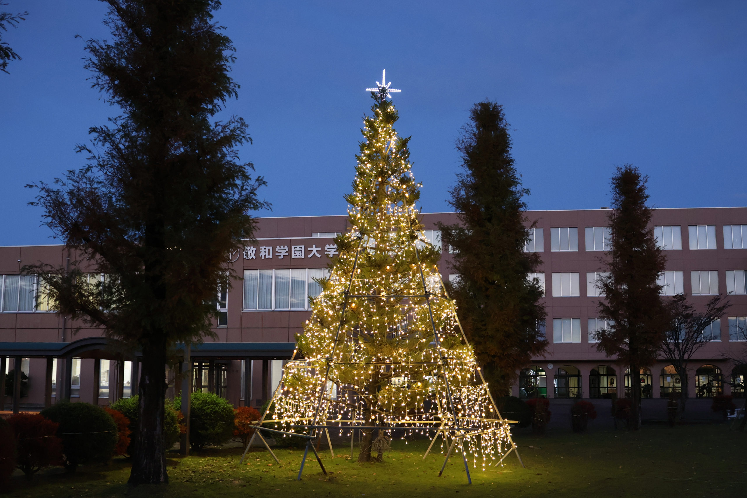 大学正面前のクリスマスツリー（イエロー）