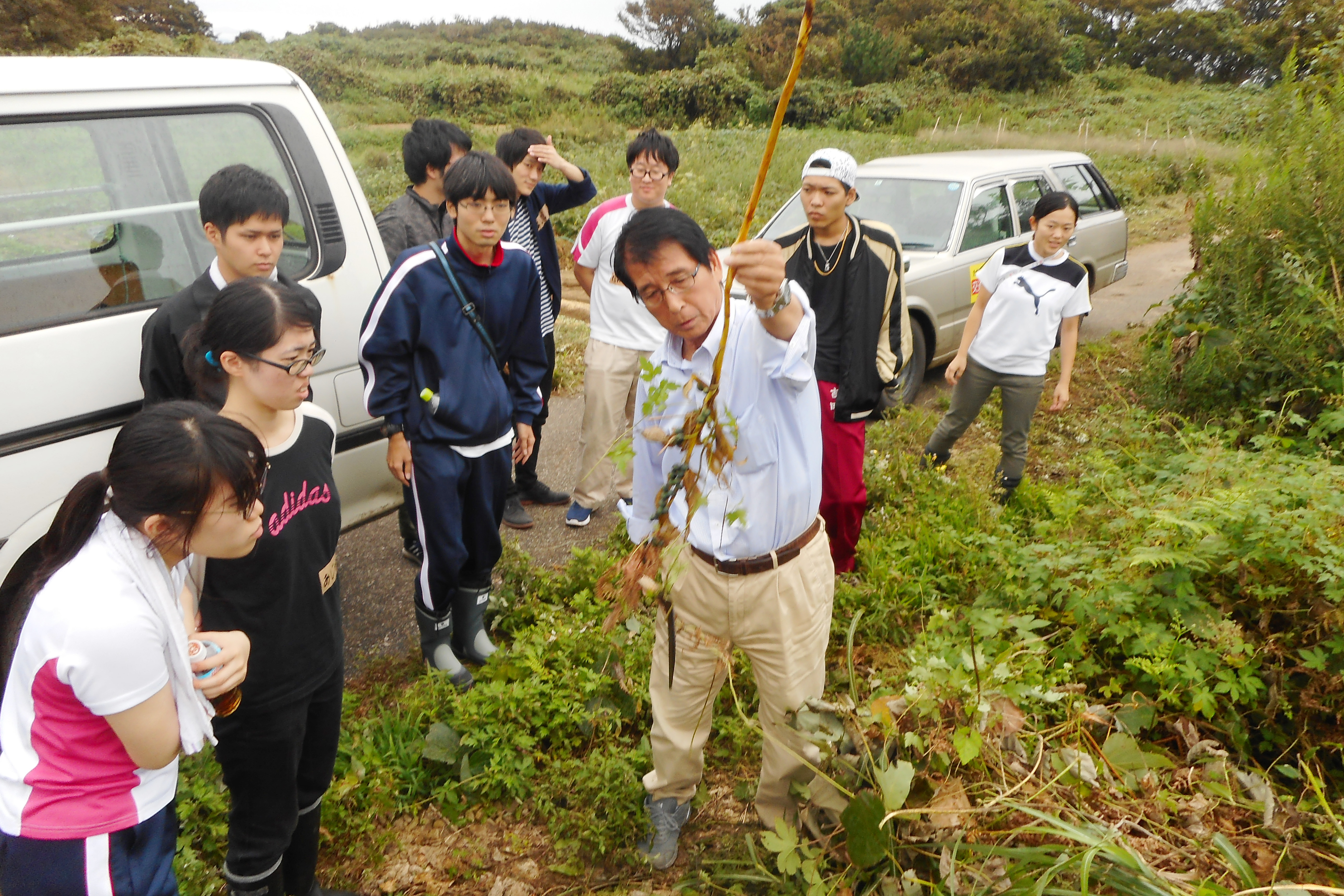 粟島の地域住民と連携しながらアマドコロを採取しています