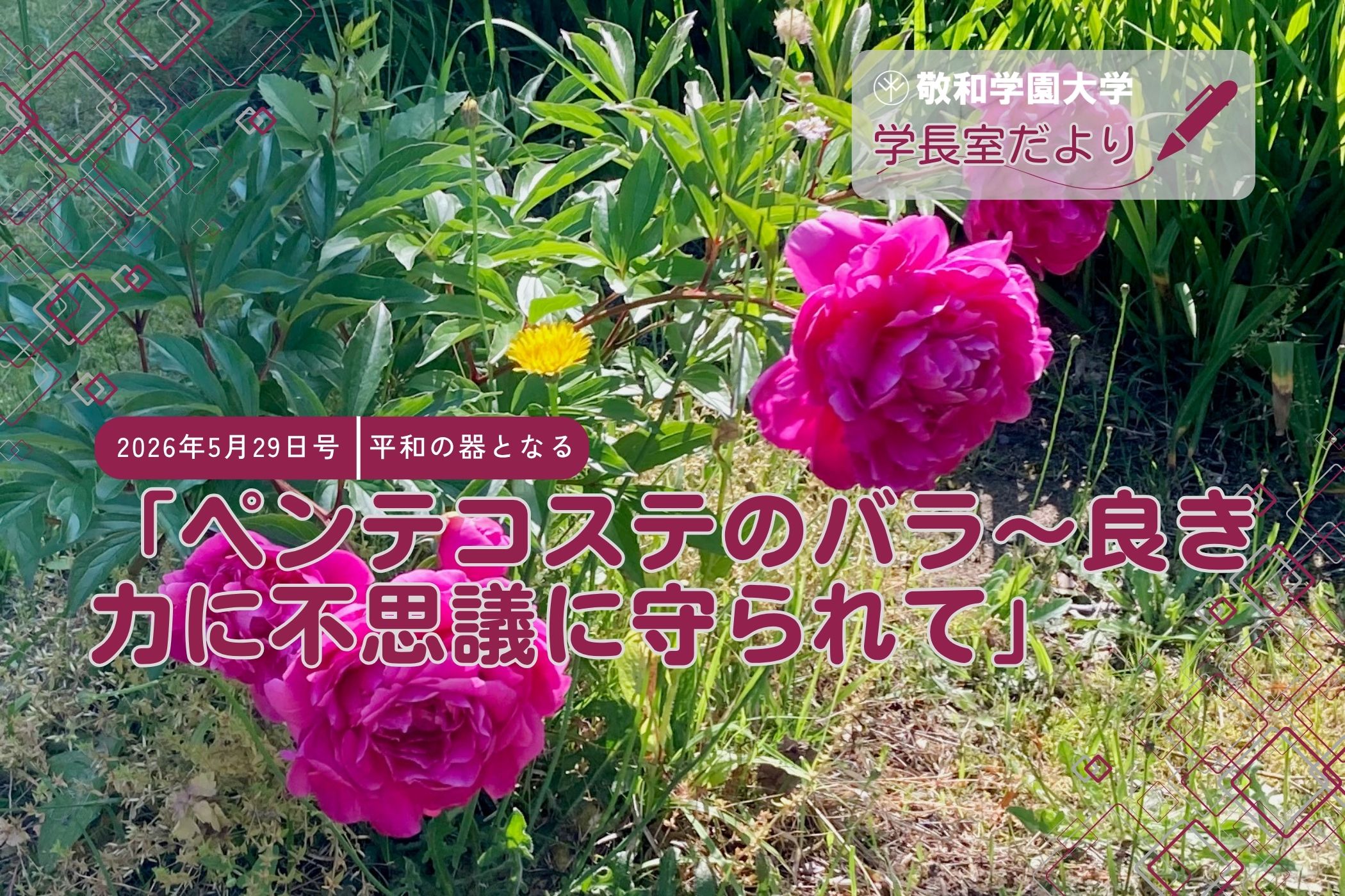 「ペンテコステのバラ～良き力に不思議に守られて」
